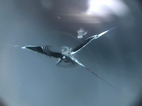 大阪のフロントガラス飛び石修理、断られた傷も直します！