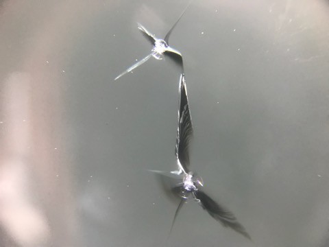 フロントガラスの飛び石被害、2箇所あっても修理は大丈夫です！