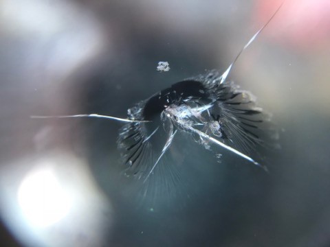 飛び石被害でフロントガラスに傷がついたら、すぐに修理して下さい！