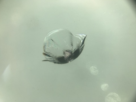 ウインドリペア修理なら、大阪のデントスマイルと三重県からのご来店！