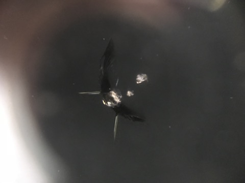 ウインドリペア（飛び石修理）他店様では予約しても3日、デントスマイルは即日施工！