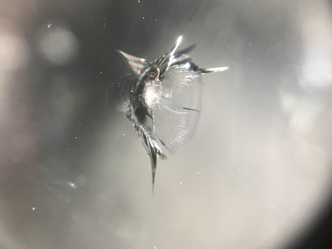 フロントガラスのヒビ割れ修理、急いで修理して下さい！GWも営業しております。