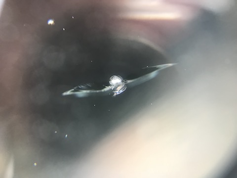 仕事用の車、フロントガラスの修理、即日最短施工します！