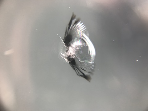 車のフロントガラス飛び石は直ります！