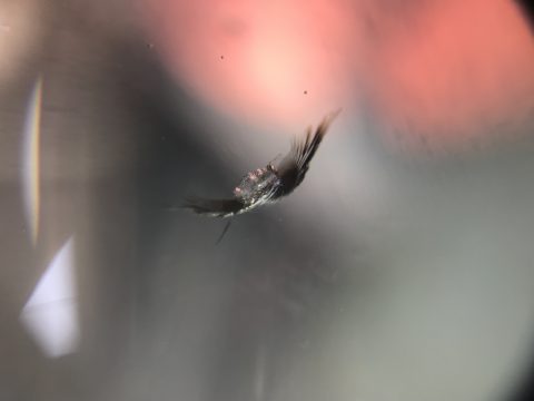 フロントガラスの飛び石修理、安心の永久保証！