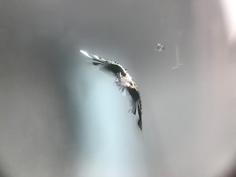 高額なフロントガラス交換より、ウインドリペアでお財布にやさしい修理！