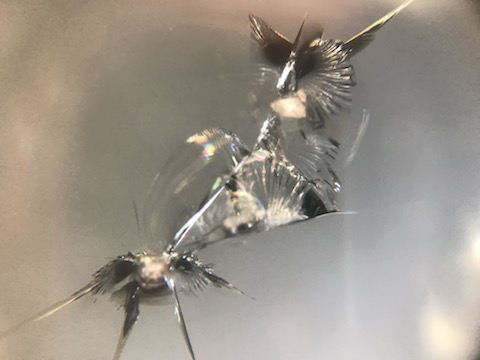 フロントガラスの飛び石被害、複雑なヒビ割れでも直ります。