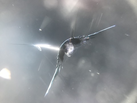 大阪でフロントガラスのウインドリペア修理はデントスマイルにご相談ください