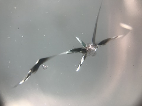 BMWフロントガラスの大きなヒビでも、交換せずに直ります！