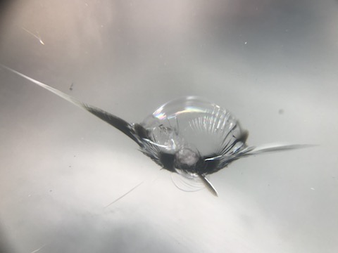 フロントガラスのヒビ・割れ、暑さで傷が伸びるので急いで修理を！