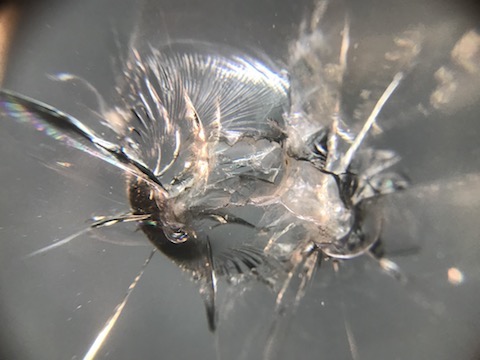 フロントガラスのヒビ・割れ、限界以上も修理・車検合格！