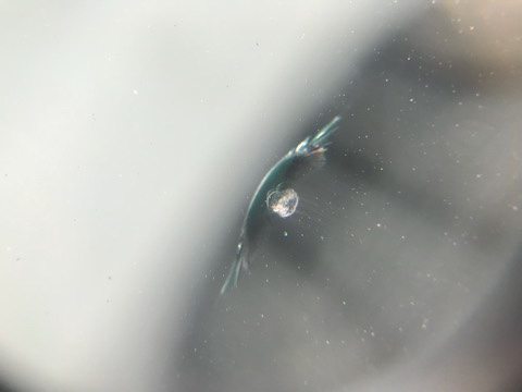 ウインドリペアのお店で一番評価が高いからとご来店頂きました！