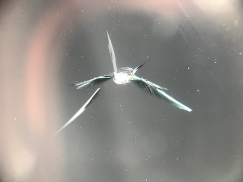 フロントガラスの傷・ヒビ・割れを40分〜で直します