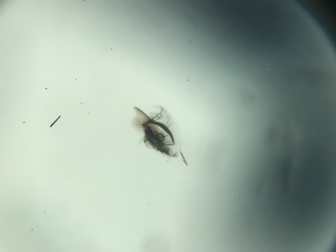 高級車の高額なフロントガラス交換せずにウインドリペア 