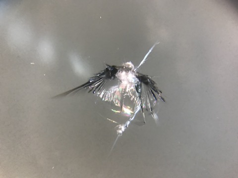 フロントガラスのヒビ、修理するか交換するか、良い方法は？