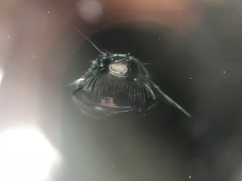 急いで下さい！フロントガラスのヒビは放置すると傷が伸びます！