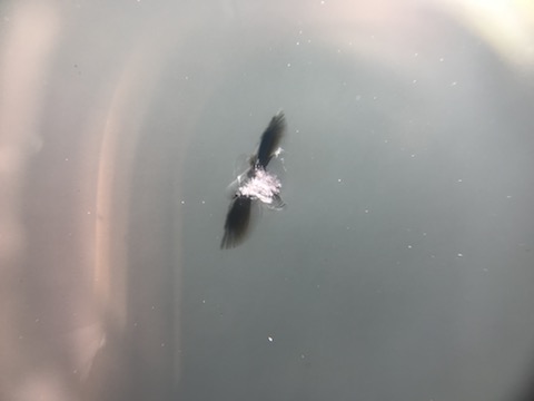 台風21号で飛来物によるフロントガラスのひび割れ直ります！