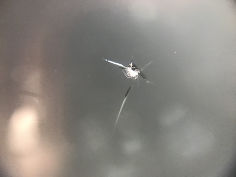 台風被害のフロントガラスのヒビ・割れ修理をお任せください。