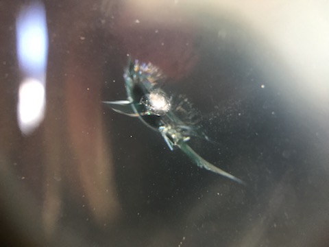 フロントガラスのウインドリペアは15,000円、40分で修理可能です！