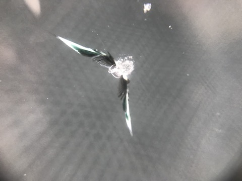 働くお車のフロントガラスに傷！40分程のピットインで修理します！