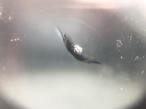 ご予約無くてもフロントガラス修理のウインドリペアは当日施工します