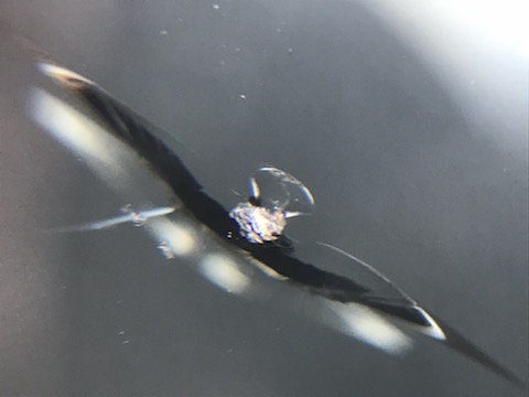 フロントガラスが割れていると、車検に合格しません！高額な交換より安価な修理をお勧めします！