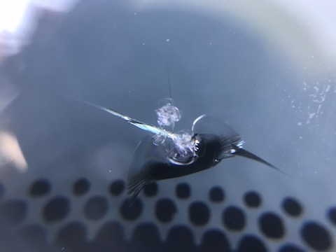 フロントガラス下側で修理出来ない場所でも直します！