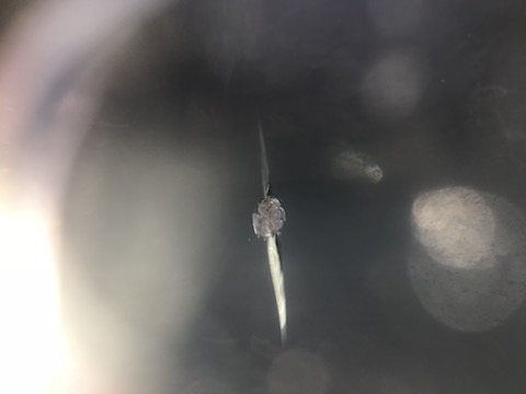 フロントガラスに飛び石被害！ヒビが入っても修理して車検に合格！