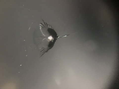 フロントガラスのヒビは、駐車中でもヒビが伸びてしまいます！早めの修理を！
