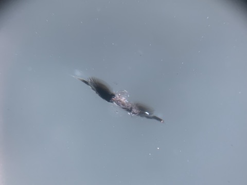 予約なしでも当日に即日修理、フロントガラスが割れたらデントスマイルへ！