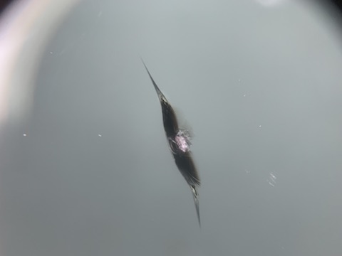 アルファロメオのフロントガラスに傷・割れ！ヒビが伸びる前に即日修理！