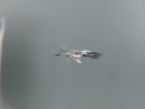 フロントガラス修理は、1/10以下で直せるウインドリペアが一番！