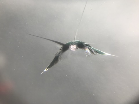 走行中に小石が飛んできて、車のフロンントガラスにヒビが入る事があります！
