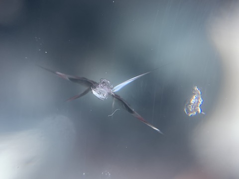 綺麗に直る！フロントガラスの飛び石の傷を45分で修理！