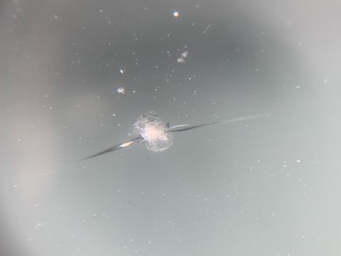 フロントガラスの傷・割れ、45分でウインドリペア飛び石修理出来ます！