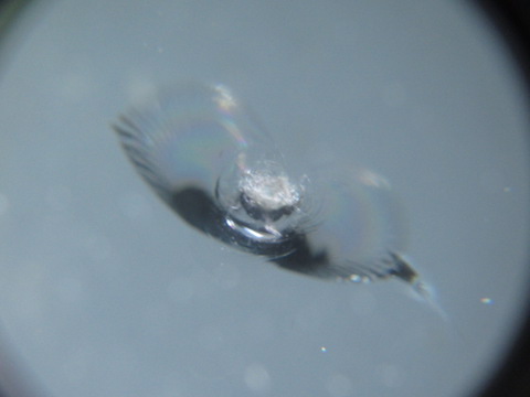 フロントガラスに複数の飛び石傷があっても、交換するよりお得に修理！