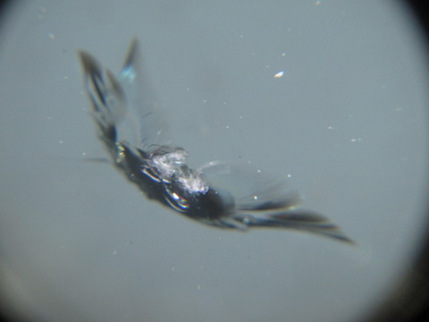 飛び石被害は、早期修理でフロントガラスの交換を防止！