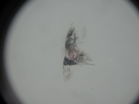 フロントガラスのひび割れ、複数あっても直せます！