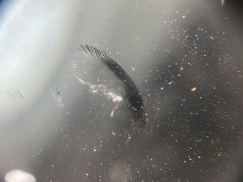 フロントガラスの飛び石被害のヒビ割れは緊急事態です！すぐに直します！！