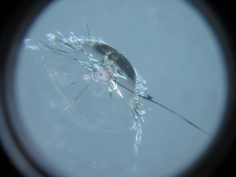 車のフロントガラスヒビ割れ傷の対処方法をご紹介します！