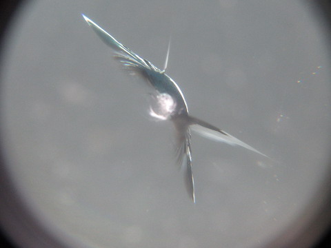 フロントガラス端っこギリギリのヒビ割れ傷も修理できます！