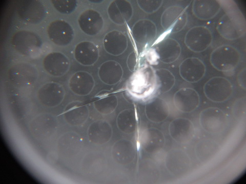 働く車、仕事の合間にフロントガラス修理！お昼休憩なども受付可能！