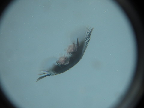 フロントガラスの飛び石修理、3カ所直しても交換よりお得！