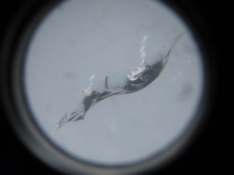 フロントガラスも純正で大事にしたい！それならウインドリペアで解決！