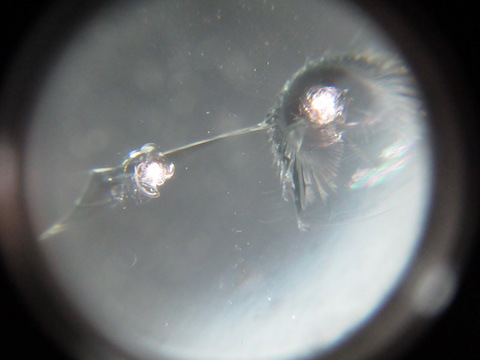 2個ならんだ飛び石の傷、ウインドリペアで修理が可能です！