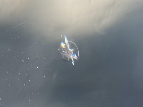 フロントガラスの飛び石修理、3カ所直しても交換よりお得！