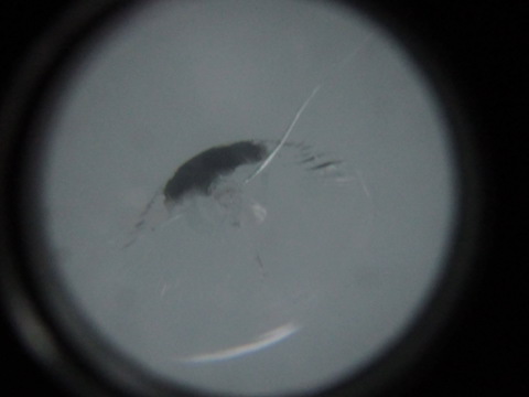 フロントガラスは熱でヒビが伸びるリスクが上がります！割れを見つけたら直ぐに修理してください！