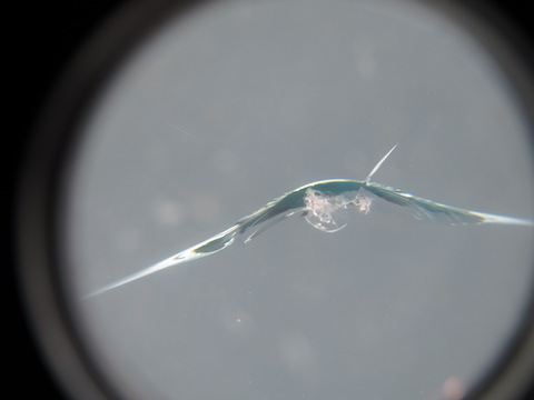 プリウスのフロントガラスは高額！小さなヒビ割れも早期補修をオススメします。