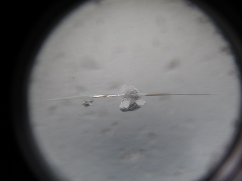 高額なフロントガラス交換より、1.5万円の修理で解決！