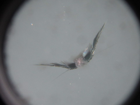 輸入車のフロントガラス修理も可能！即時対応！